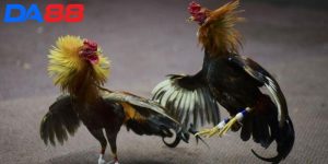 Đá Gà Thomo - Đấu Trường Đá Kê Đẳng Cấp Hàng Đầu Châu Á 1 Đá Gà Thomo - Đấu Trường Đá Kê Đẳng Cấp Hàng Đầu Châu Á