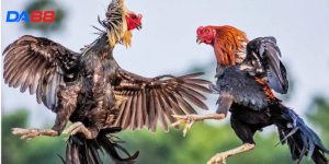 Kinh Nghiệm Đá Gà - Bí Quyết Chiến Thắng Từ Kê Sư Lão Luyện 3 Kinh Nghiệm Đá Gà - Bí Quyết Chiến Thắng Từ Kê Sư Lão Luyện